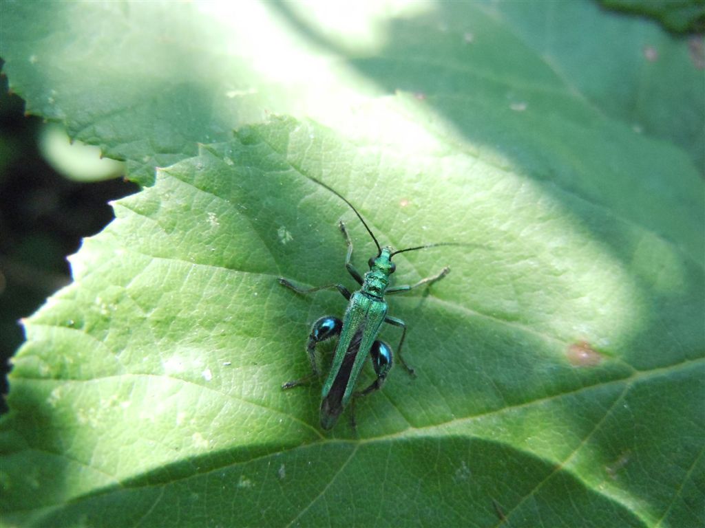 Oedemera nobilis maschio